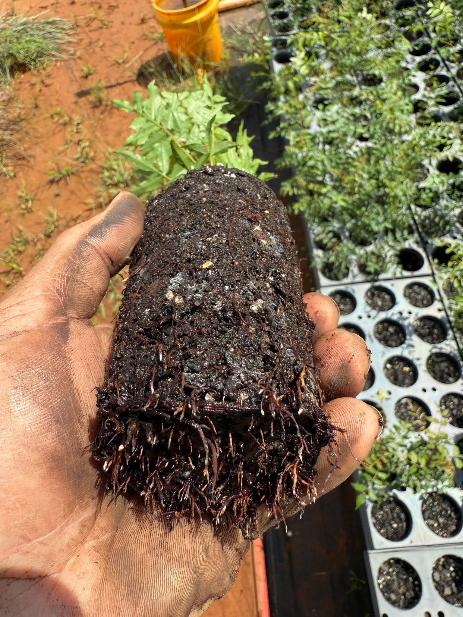 Starting Guide to Tree Nursery