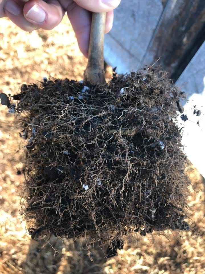 Starting Guide to Tree Nursery