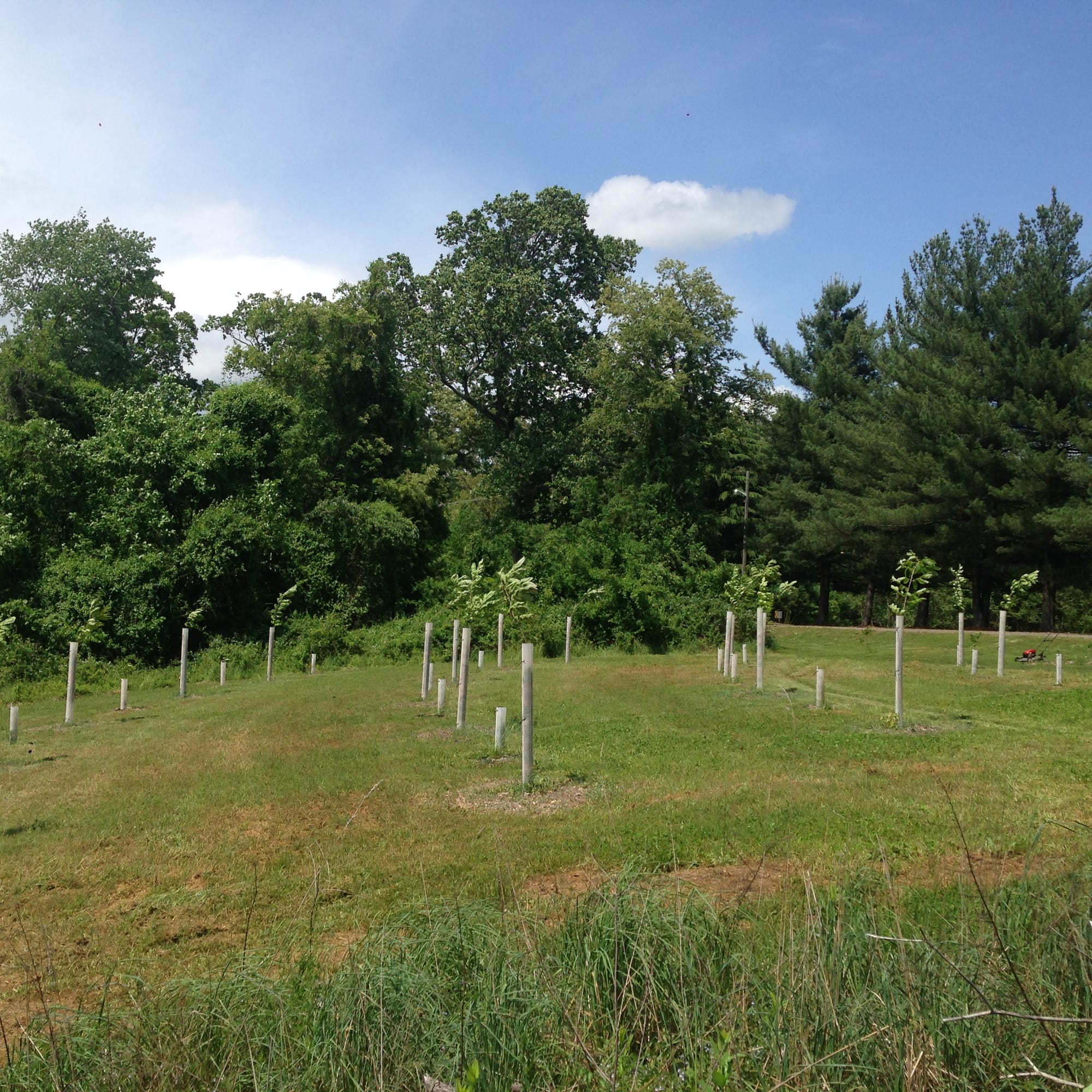 Layer by Layer: Designing a Stacked Orchard for Resilience and Yield