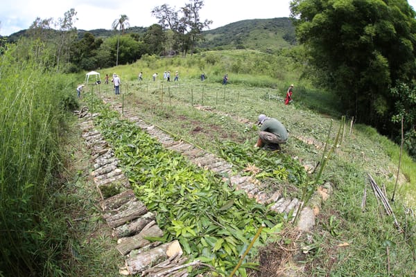 Bumbling Through Regenerative Farming: Exploring Syntropic, Permaculture, and Korean Natural Farming