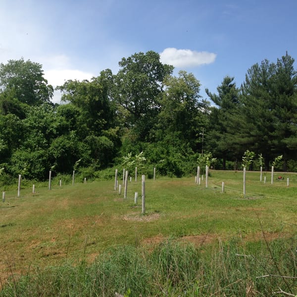 Layer by Layer: Designing a Stacked Orchard for Resilience and Yield